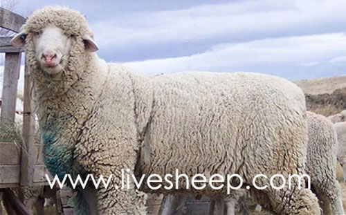 گوسفند نژاد کلمبیا (Columbia)