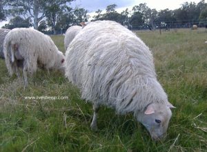 گوسفند فنلاندی(Finn sheep)