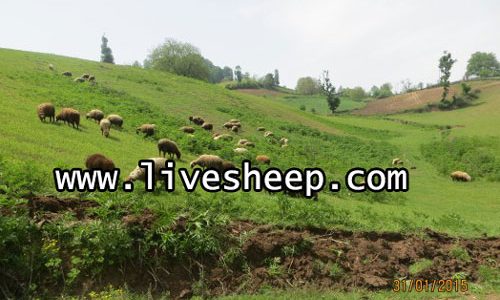 اهمیت استفاره از مراتع در پرورش گوسفند اهمیت استفاره از مراتع در پرورش گوسفند