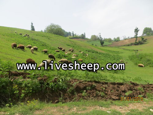 اهمیت استفاره از مراتع در پرورش گوسفند
