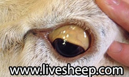 بیماری مسمومیت مس در گوسفند زنده بیماری مسمومیت مس در گوسفند زنده