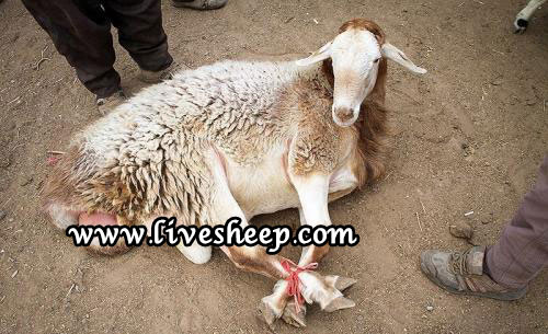 احکام و آداب مربوط به عقیقه