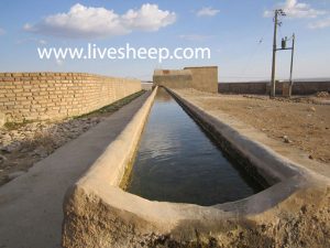 آبشخور گوسفند