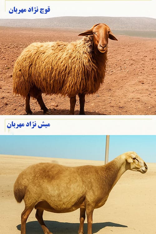 قیمت گوسفند نژاد مهربان