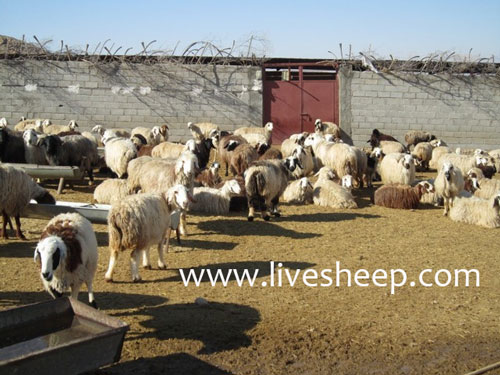 انواع روشهاي پرواربندي گوسفندان