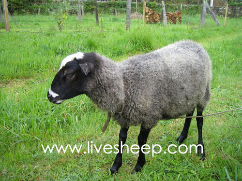 قیمت گوسفند رومانف