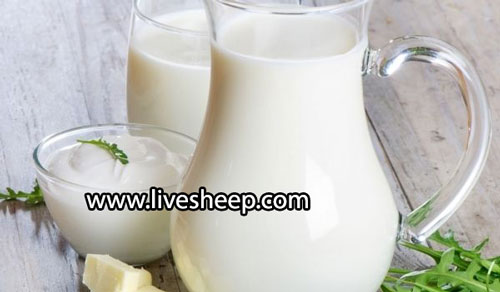 ویژگی های شیر گوسفند و تفاوت آن با شیر بز و شیر گاو ویژگی های شیر گوسفند و تفاوت آن با شیر بز و شیر گاو