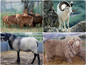 تاریخ ژنتیکی گوسفند