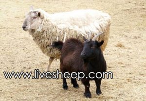 تفاوت بین بز و گوسفند