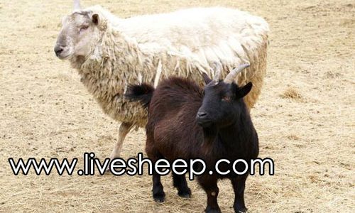 تفاوت گوسفند و بز تفاوت گوسفند و بز
