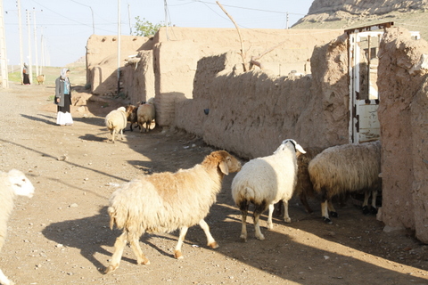 آغل گوسفندان