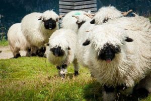 پرورش گوسفندان