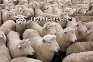 سیزده روش برای کاهش هزینه های پرواربندی و پرورش گوسفند زنده