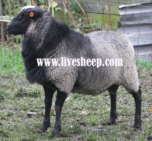 گوسفند-رومانف