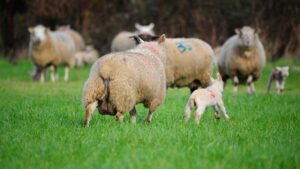 تغذیه گوسفند پرواری باید به چه شکل باشد؟