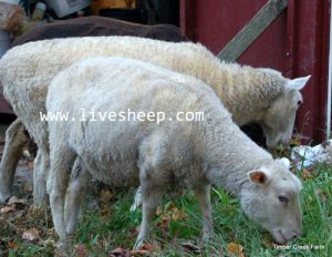 نحوه چیدن پشم انواع گوسفند زنده