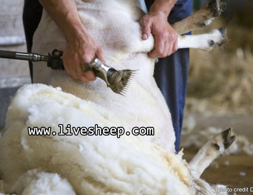 قیچی، ماشین مورد نیاز برای چیدن پشم گوسفند
