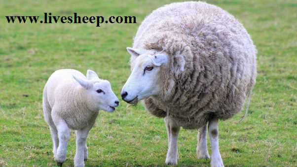 خرید گوسفند زنده در تهران