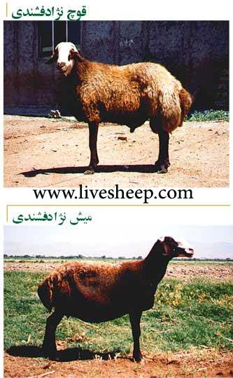 قیمت گوسفند نژاد فشندی چقدر است