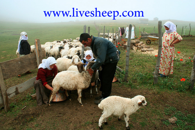 نژاد انواع گوسفند ایران