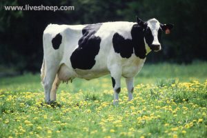 مشهورترین نژادهاي گاو در جهان