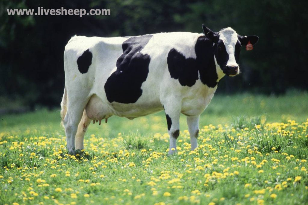 معرفی مشهورترین نژادهاي گاو در جهان