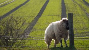 درمان بیماری سنوروس سربرالیس گوسفندان