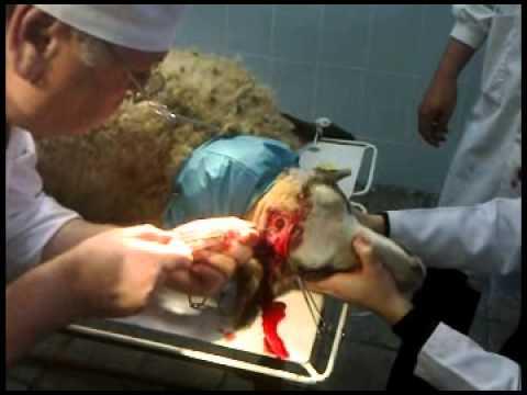درمان گیجی گوسفندان