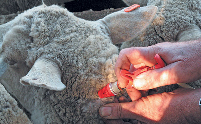 راه های پیشگیری و درمان سقط جنین گوسفندان