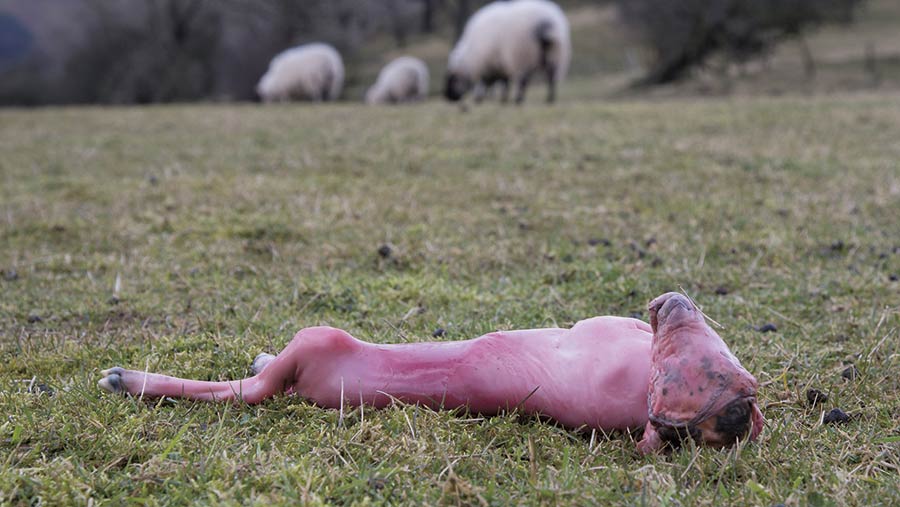 سقط جنین در گوسفندان