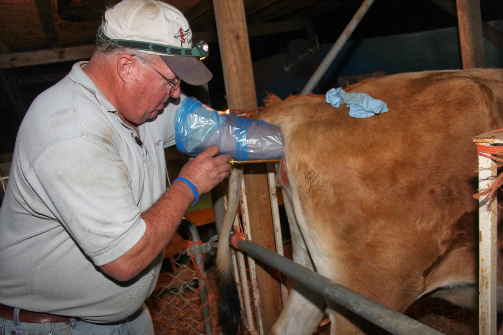تلقیح مصنوعی در گاوهای شیری