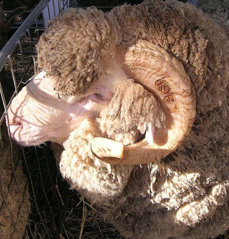 گوسفند نژاد مرینوس (merino)