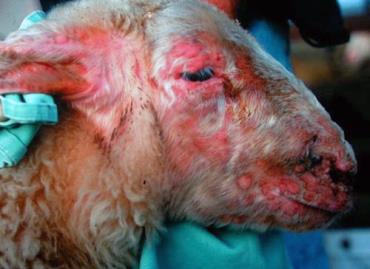 درمان بیماری آبله گوسفندان