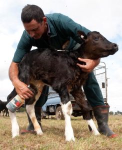 درمان عفونت بند ناف گوساله