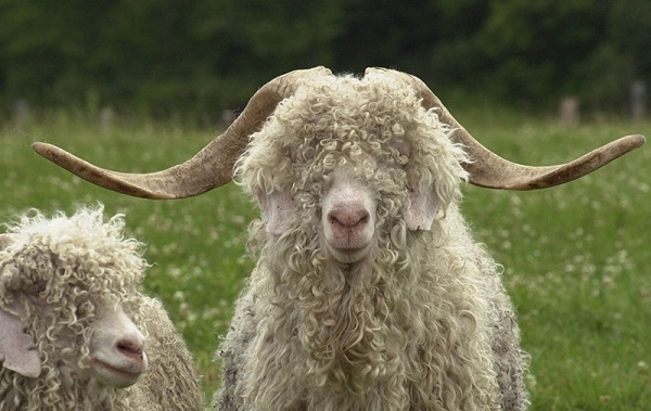معرفی نژاد بز آنقوزه Angora