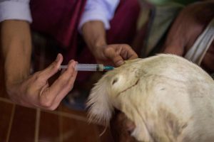 نحوه تزریق واکسن آبله بزی و گوسفندی