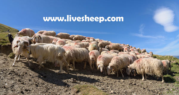 نژادهای گوسفندان شیری
