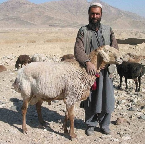 انواع نژاد گوسفندان در افغانستان