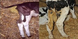 عوامل و درمان اسهال گوساله ها