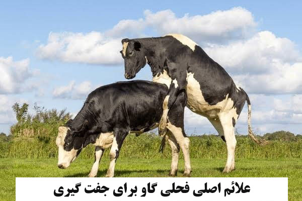 علائم اصلی فحلی گاو برای جفت‌ گیری کدامند