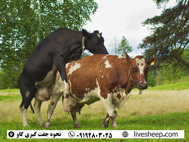 نحوه جفت گیری گاو جفت گیری گاو+7 شاخصه کلیدی و سن مناسب جفت گیری گاوها