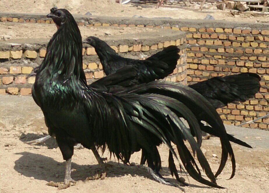 انواع نژاد خروس لاری