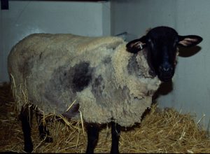بیماری اسکرپی در گوسفندان