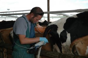 تشخیص آبستنی در گاو با توشه رکتال