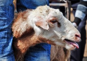 درمان سرفه گوسفندان