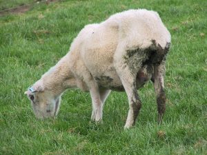 درمان بیماری اسهال گوسفندی