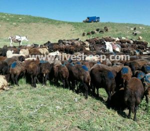 نکات مهم در پرواربندی گاو و گوسفند