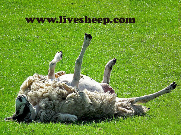 درمان نفخ گوسفندان با عصاره زیره سیاه