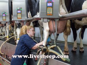 راه های افزایش شیر در گاو