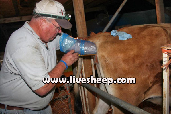 فواید تلقیح مصنوعی در گاوهای شیری